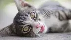 cat-6735840_1280.webp