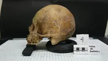 poliroberty900-skull-640128_1920.webp