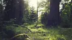 republica-forest-653448_1920.webp