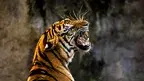tygrys.webp