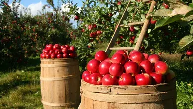 lumix2004-apples-1872997_1920.webp