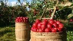 lumix2004-apples-1872997_1920.webp