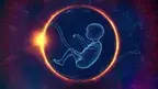 sunriseforever-embryo-7036773_1920.webp