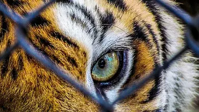 Eye_Of_the_Tiger.webp