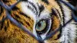 Eye_Of_the_Tiger.webp