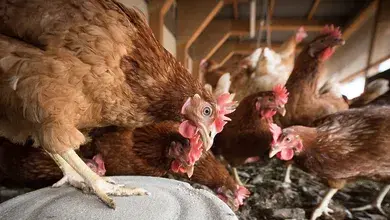 ehrecke-laying-hens-4133960.webp