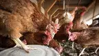 ehrecke-laying-hens-4133960.webp
