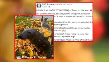 dawid2.webp