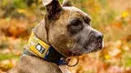 wawrkam-amstaff-3823536_1280.webp