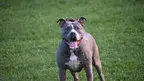alex_d_urs-dog-7498710.webp