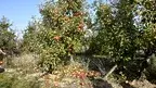 _MIL1543.webp