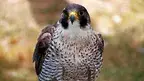 3582c75a06484d0589a68edb83af07fd.webp