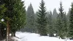 007001b15e9c46e7819006e4f2a37687.webp