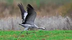 d8d7c727c8ad4365b06da77ebadce064.webp