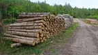 bf11628eecee4068a1a396511c167074.webp