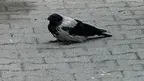 5b772620ab104058b5278b0ff664580a.webp