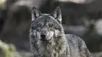 3b2770da082e44e69b0484fddbf13f04.webp