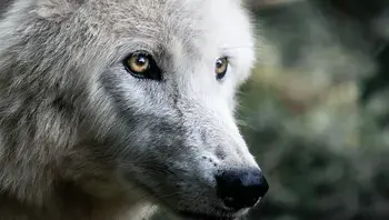 jimoody8-wolf-4483675_1920.webp