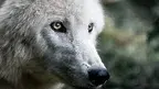 jimoody8-wolf-4483675_1920.webp