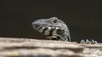 storme22k-lace-monitor-4844232.webp