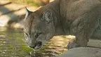 ianza-cougar-2808198.webp