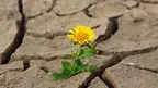 klimkin-flower-887443_1920.webp