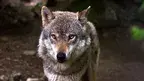 wilk.webp