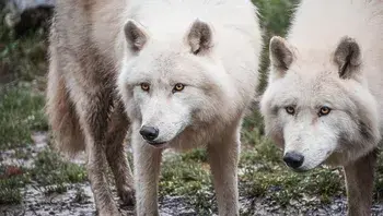 miezekieze-wolves-8372284_1920.webp