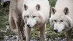 miezekieze-wolves-8372284_1920.webp