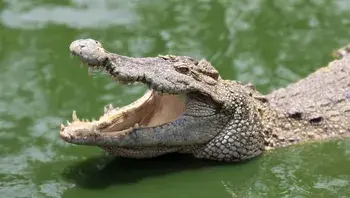 buymeacoffee-crocodile-6931035_1920.webp