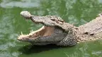 buymeacoffee-crocodile-6931035_1920.webp