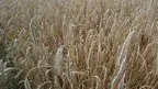 184ed03072ad4ed3b37354e43f4bbb99.webp