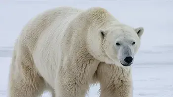niedźwiedź polarny.webp