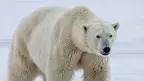 niedźwiedź polarny.webp