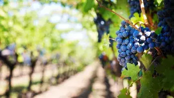 jillwellington-grapes-553463_1920.webp