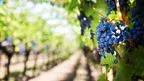 jillwellington-grapes-553463_1920.webp