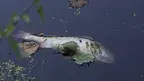 unkapl-dead-fish-899872.webp