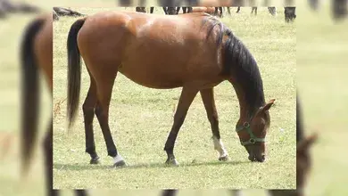 konik.webp
