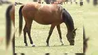 konik.webp