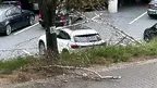 powalone drzewo priv.webp