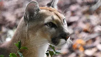 puma.webp