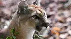 puma.webp