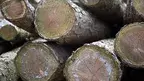 cut-tree-1465398177Wqy.webp