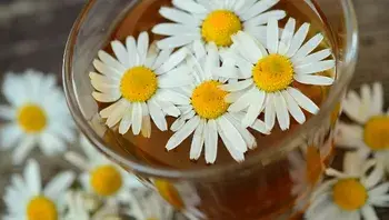 congerdesign-chamomile-829220_1920.webp