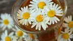 congerdesign-chamomile-829220_1920.webp