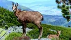 kozica.webp