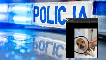 policja.webp