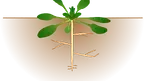 2da494e40e4740d196335ad2b048abb2.webp
