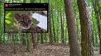 nowy gatunek.webp