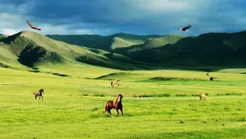ivacastro-prairie-1025226_1920.webp